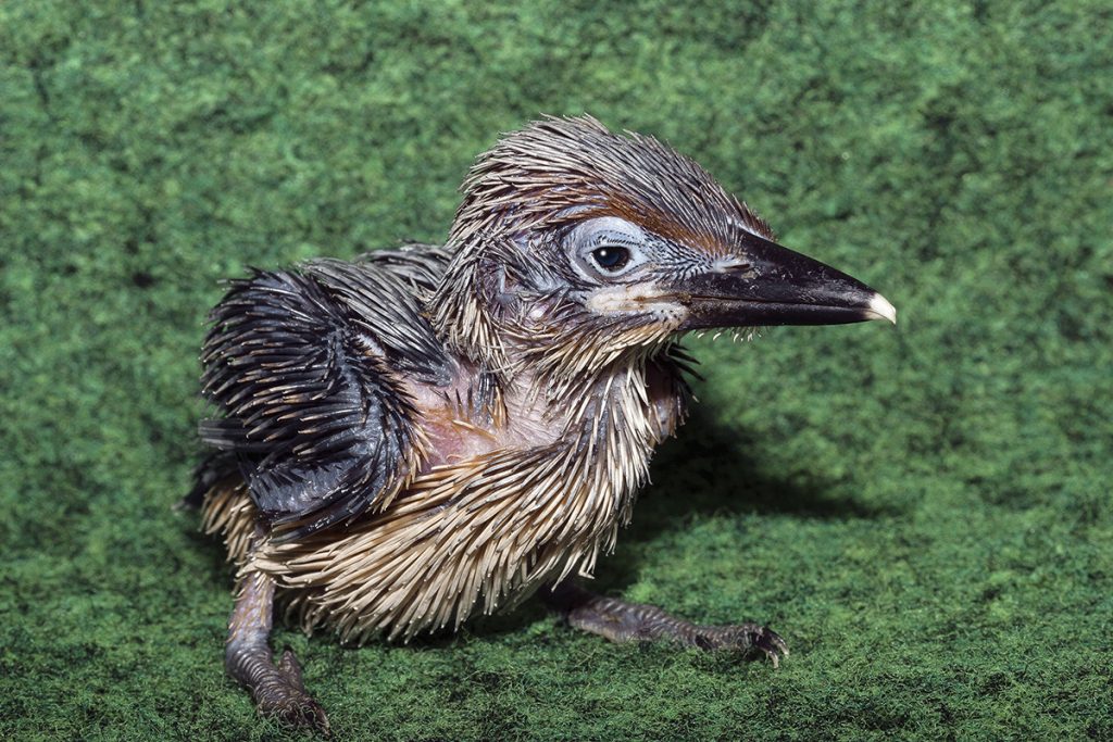 BEAUTIFUL TO BEHOLD A Guam kingfisher chick is a success in the fight to end extinction.
