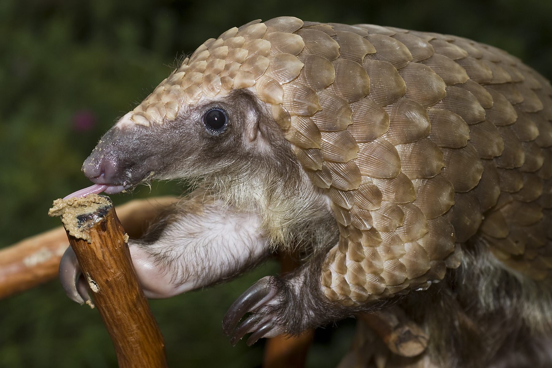 CITES Unites to Change the Fate of Pangolins