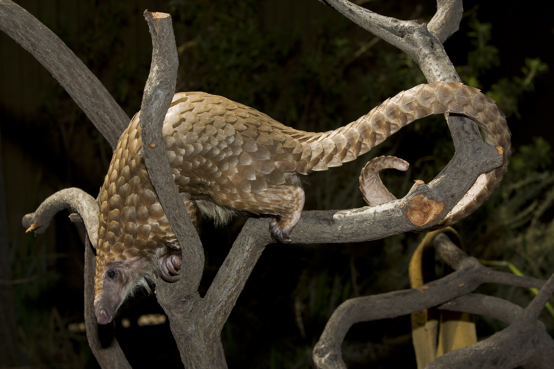 CITES Unites to Change the Fate of Pangolins