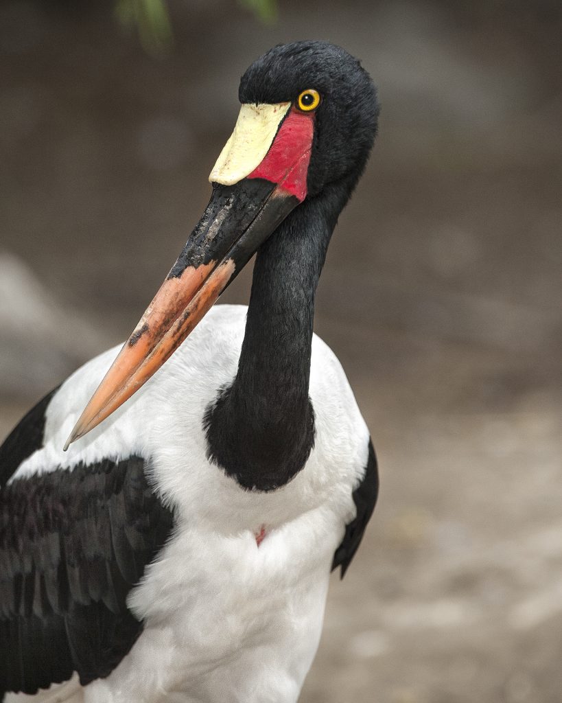 EXPERIENCED PARENT The BBC is home to the most prolific pair of saddle-billed storks in the US.