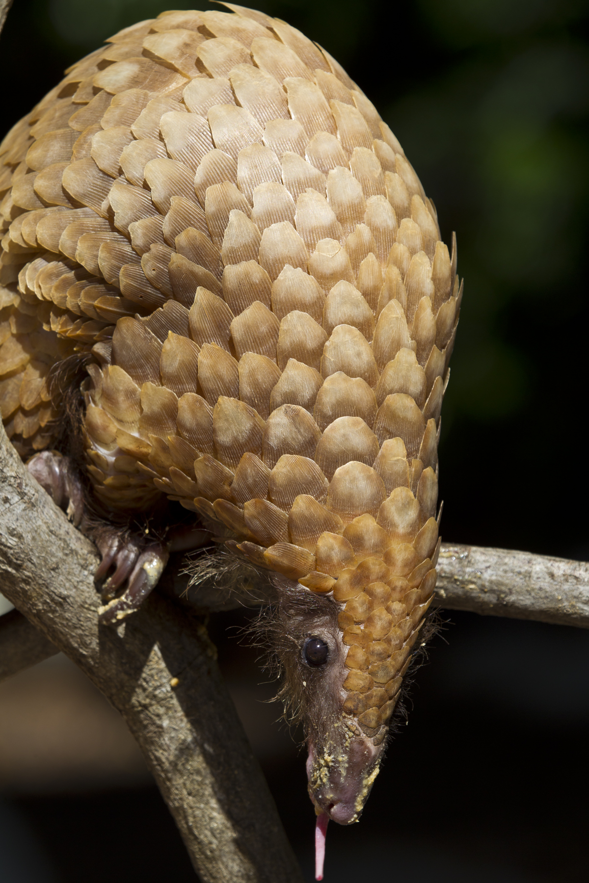 CITES Unites to Change the Fate of Pangolins