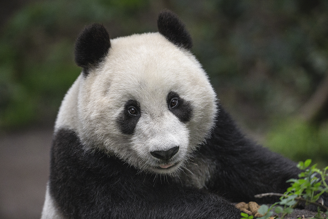 Endangered No More: Giant Pandas Are Now “Vulnerable” – San Diego Zoo  Wildlife Alliance Stories