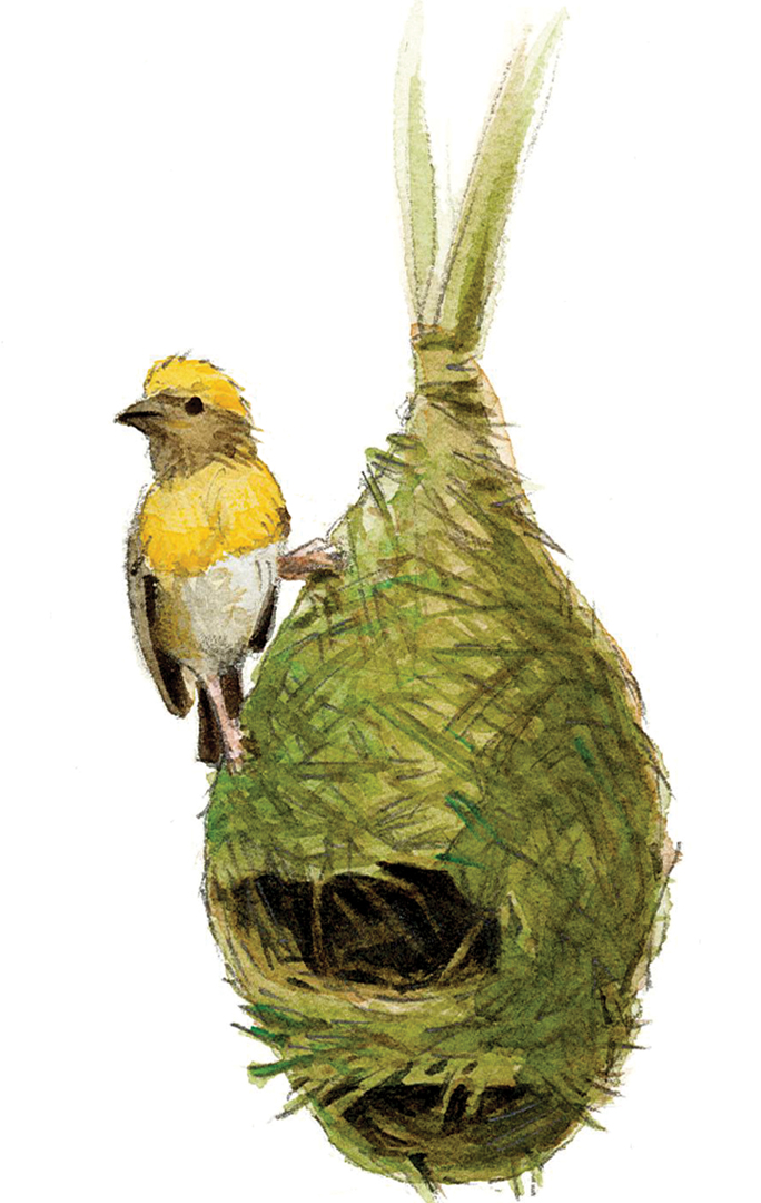 HANDYMAN Using strips of palm, rice plants, or grass, a male baya weaver knits together a hanging nest with an entrance tunnel.