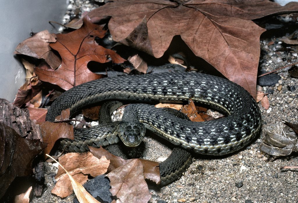 A DISAPPEARING LOCAL While two-striped garter snakes were once commonly seen in Southern California, this vanishing local is now a “species of special concern.”