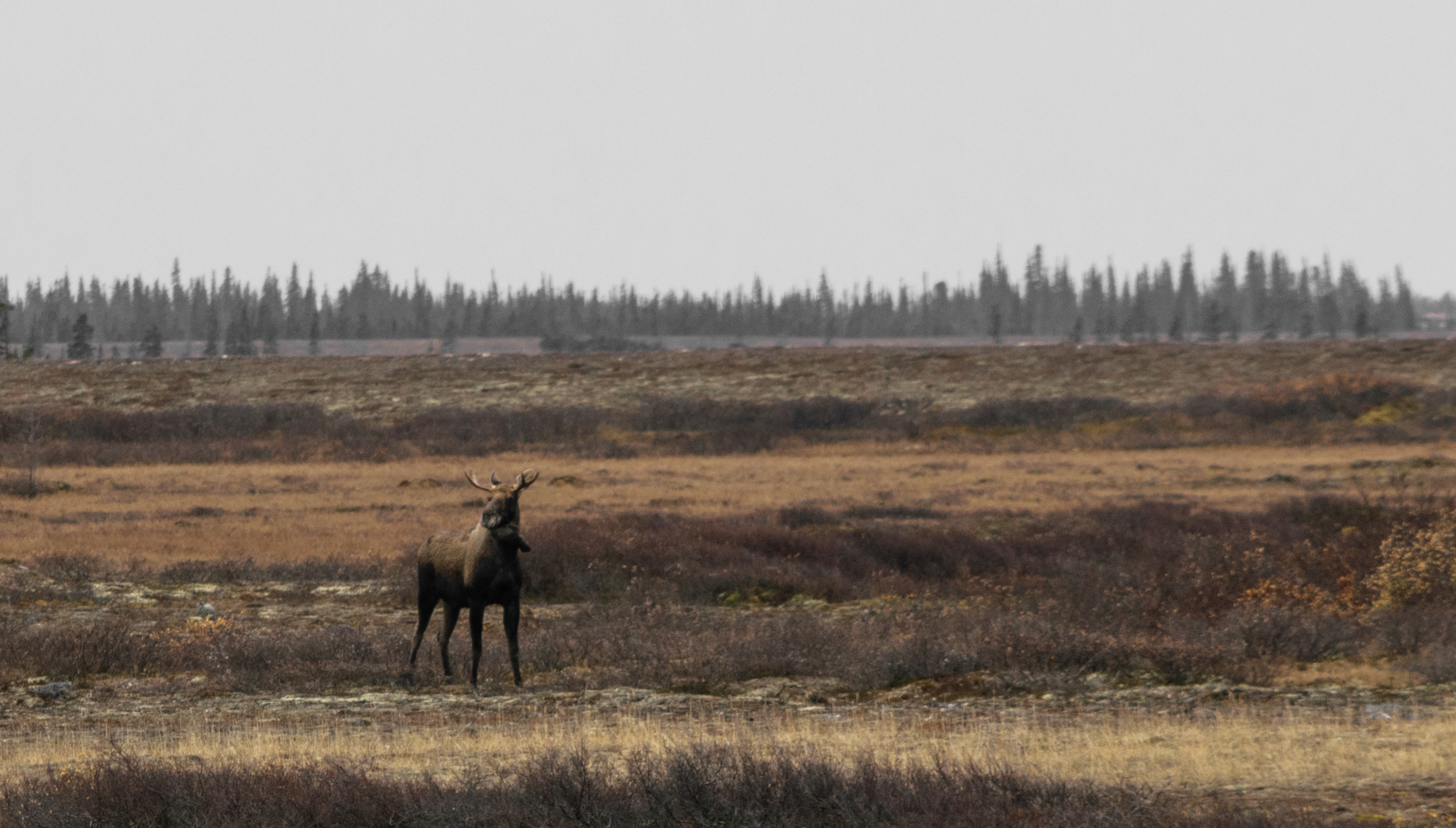 According to our Parks Canada guide, moose aren't common during this time of year. 