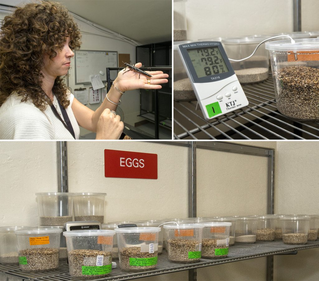 NYMPH NURSERY AT THE ZOO From top left: Paige holding an adult Lord Howe Island stick insect; the insect eggs are closely monitored and must be kept at just the right temperature and humidity; each egg’s outcome is documented.