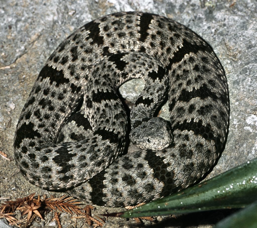 BUILT-IN CAMOUFLAGE The banded rock rattlesnake’s contrasting body color blends in with the colors of the lichen-covered rocks in its southwestern US habitat.