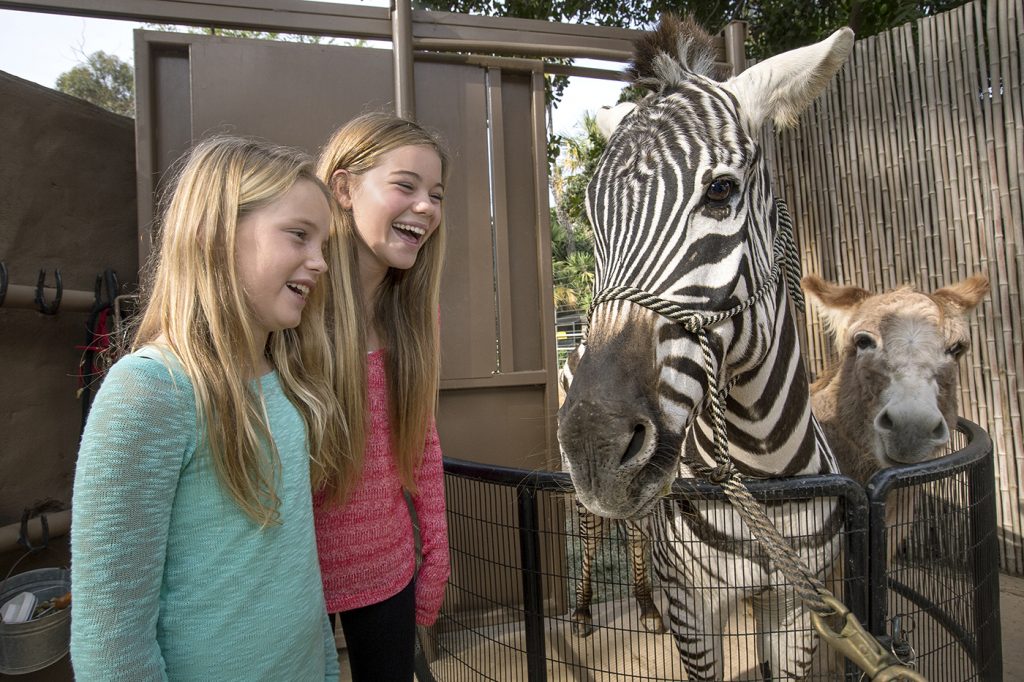 SEEING STRIPES Zari is a much-loved member of the Zoo’s Animals in Action team.