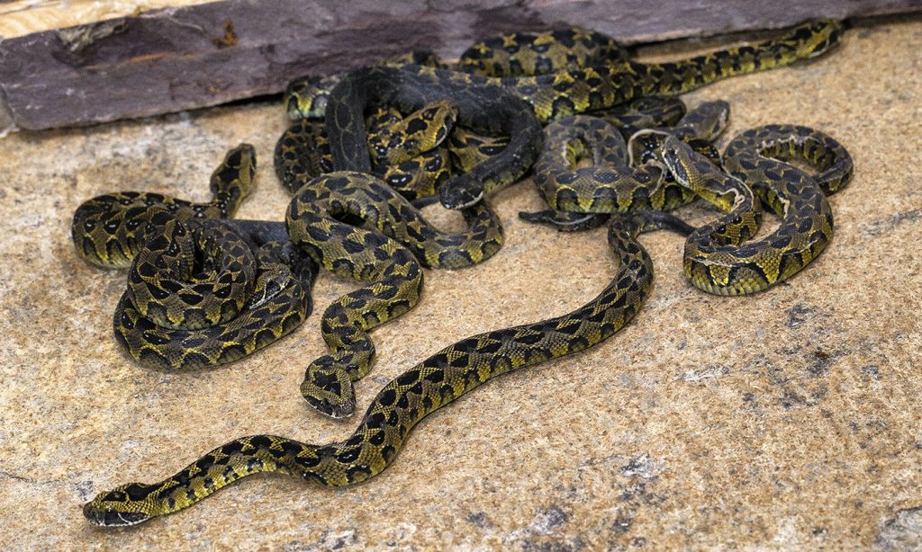 PRECIOUS BABIES The San Diego Zoo is the only US zoo to have successfully bred Ethiopian mountain adders.
