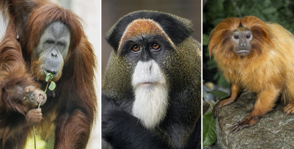 ORANGE YOU GLAD YOU HAVE FUR? Some primates are awash in fiery tones, like the orangutan (left) and golden lion tamarin (right), while the dazzling De Brazza’s monkey (middle) sports a flashy highlight of orange.