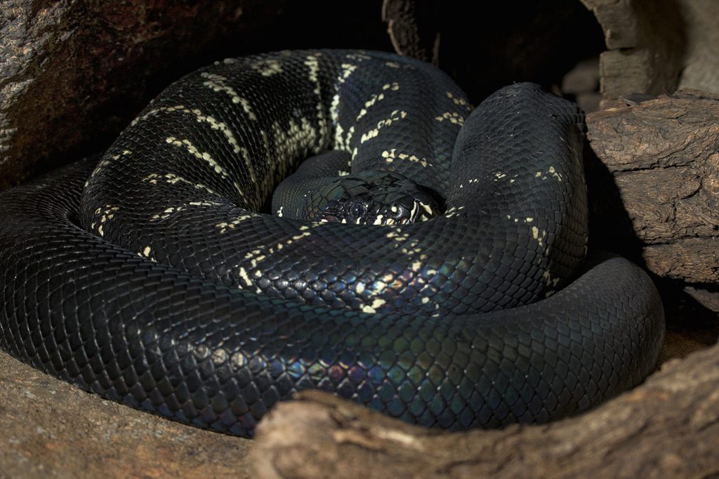 LARGE AND IN CHARGE Measuring around 10 feet in length, the Boelen’s python makes its home in trees, in the rain forests of New Guinea.