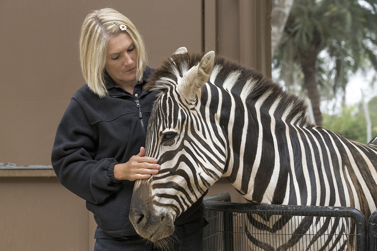 Baby Zebra Learns to Use Legs at San Diego Zoo Safari Park 