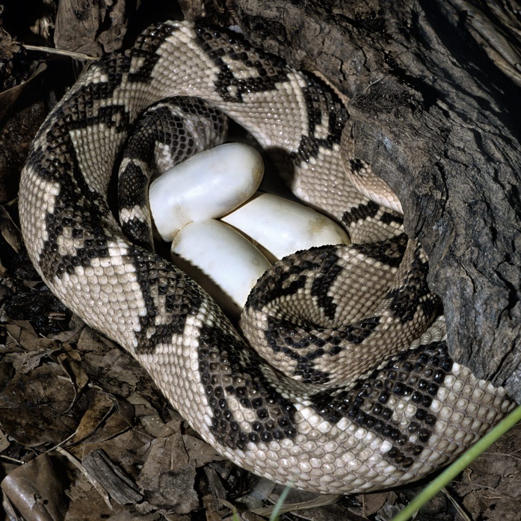 BIG MAMA The South American bushmaster is the longest pit viper in the Western Hemisphere, with some measuring up to nine feet. Unlike most New World vipers, it lays eggs.