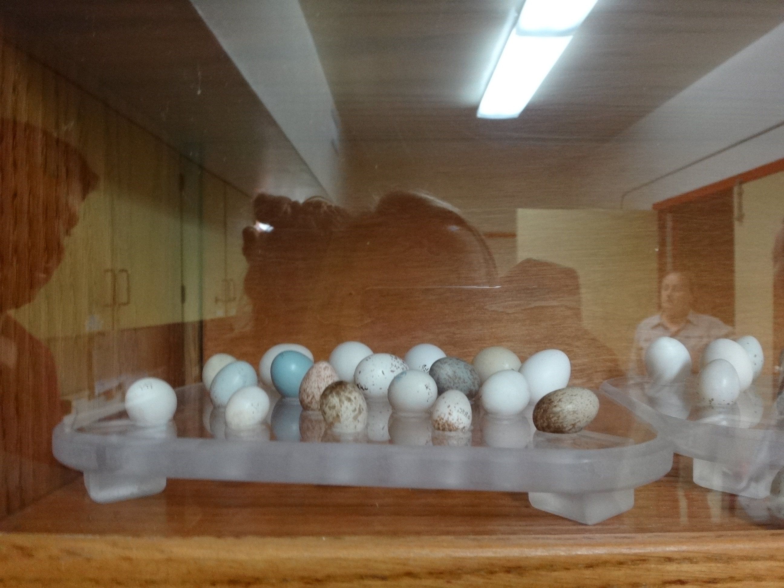 Photo 1: Interns first visited the incubation room! Ms. Theule and Ms. Knutson explained that every bird has a unique egg type, with each type of egg requiring very specific care during the incubation process. The over a dozen eggs shown here are only a small sample of the variety of coloring and sizes that bird eggs can have!