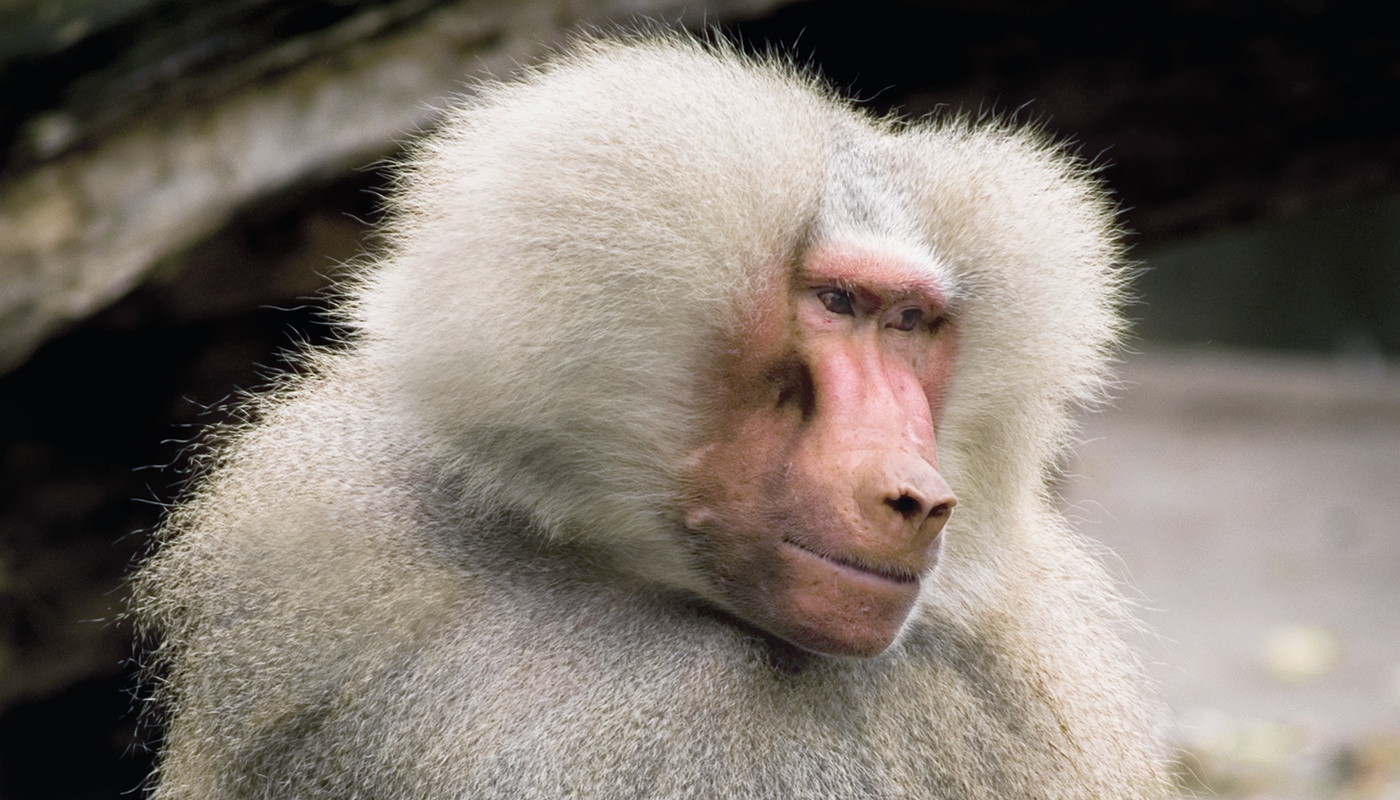 Baboon male