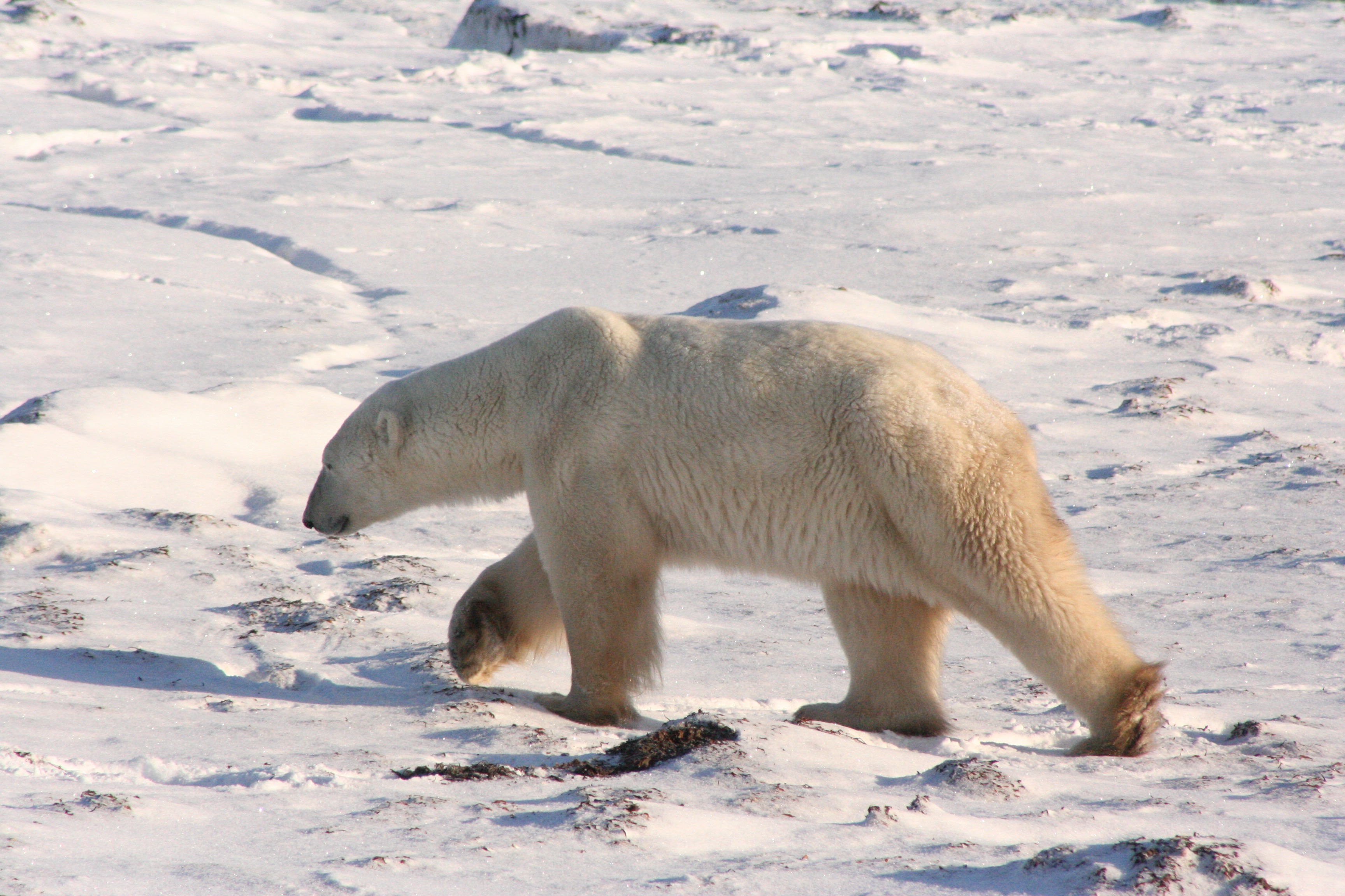 A Home Melting Away | By Nicholas Pilfold, Ph.D.