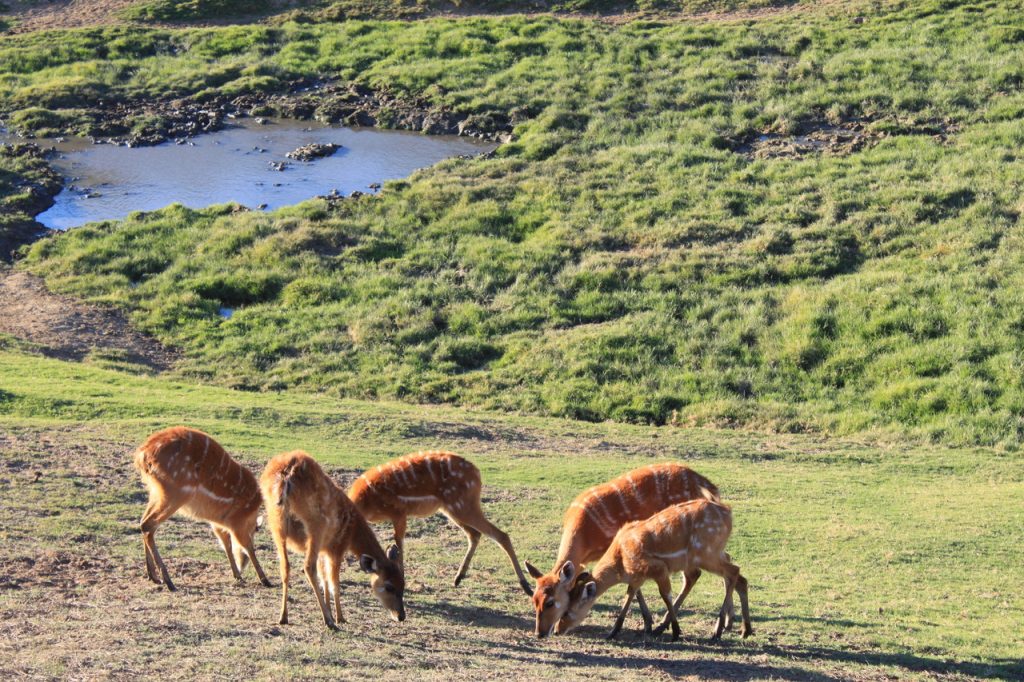 The tour started in the African part of the exhibit. So all of the animals in this section of the safari are native to Africa. Pictured above are sitatunga. This herd is made up of females and juvenile males, mature males look much different with dark coloration and large horns.