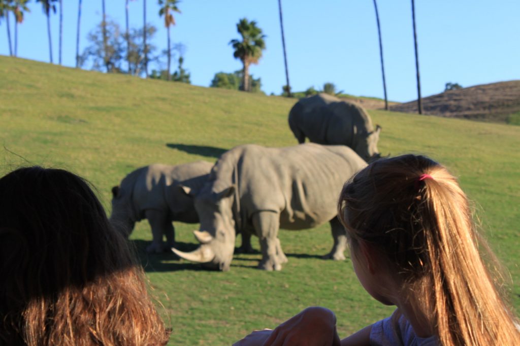 During the tour, the interns got up close and personal with the southern white rhinos. They seemed to be everywhere during the safari. The white rhino is the largest species of rhino and the most social; throughout the exhibit the southern white rhinos could be seen grazing with each other.