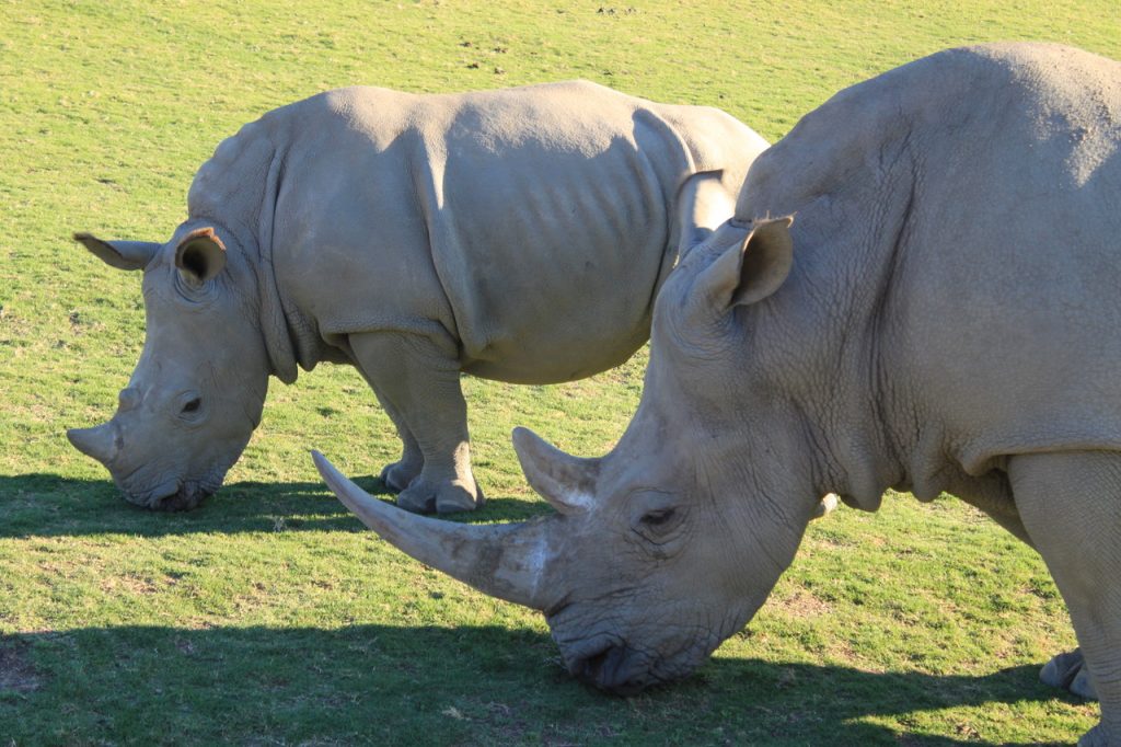 Here you can see a rhino and her baby grazing. Though this baby rhino may look small, she already weighs over 100 lbs. However, that’s nothing compared to her mom that weighs around 5,000 lbs.