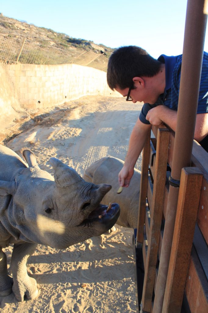 Interns had the opportunity to feed Alta, the greater one-horned rhino, apples. Here you can see her prehensile lip, which allows her to reach up towards the apples in David’s hand. She uses her lip similar to how we use our hands to grab stuff.