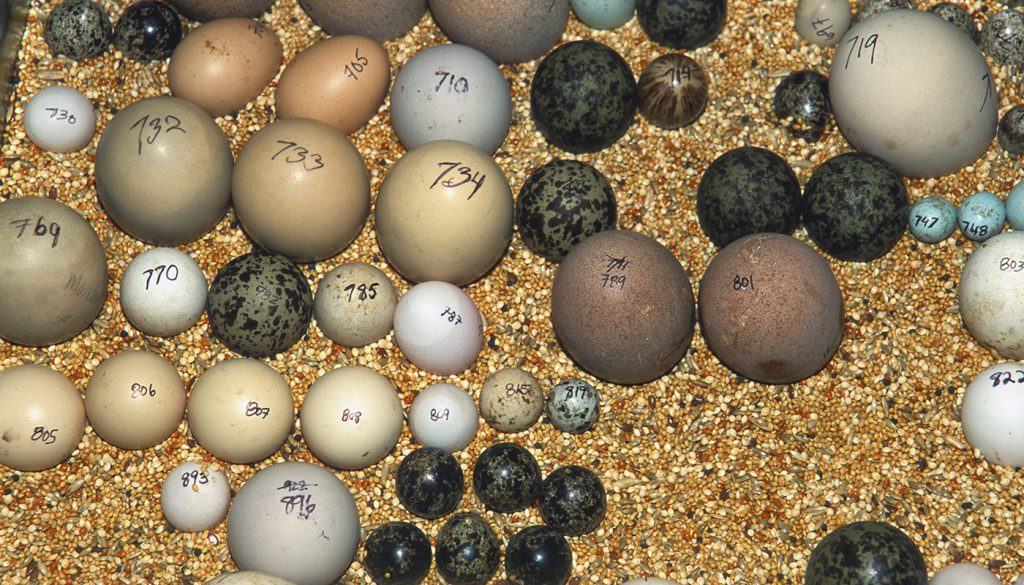 HEADER HERE At the Zoo’s off-exhibit Avian Propagation Center, eggs pulled for propagation are carefully labeled. This assortment shows some of the remarkable diversity in bird egg sizes, shapes, and colors.