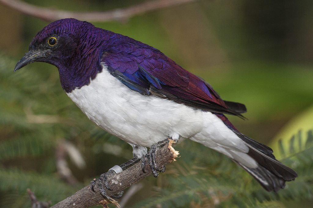 Amethyst starling Cinnyricinclus leucogaster AMETHYST STARLING The striking purple on these birds is caused by a combination of pigmentation and structural color. The pigment is melanin, producing varying reddish colors; the structural element is the refraction of blue light scattered by the structure of the feathers. Red and blue together make purple. This is a shimmering, shifting purple, though—the blue light is refracting off many different angles, which creates iridescence. 