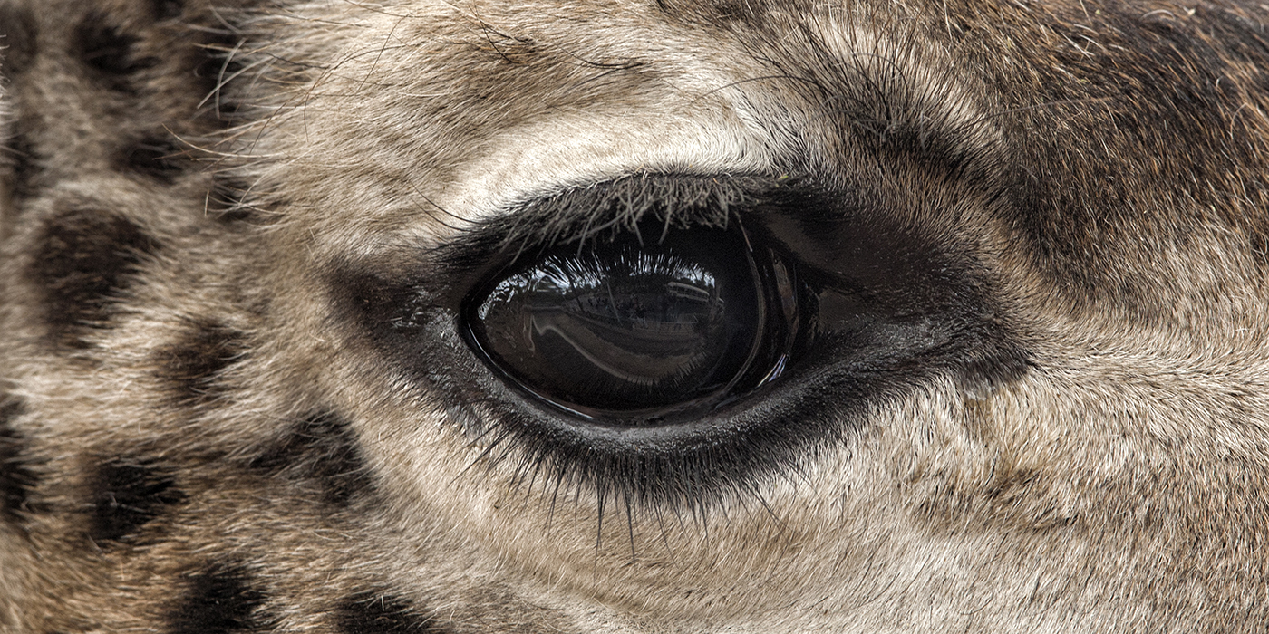 giraffe eyes