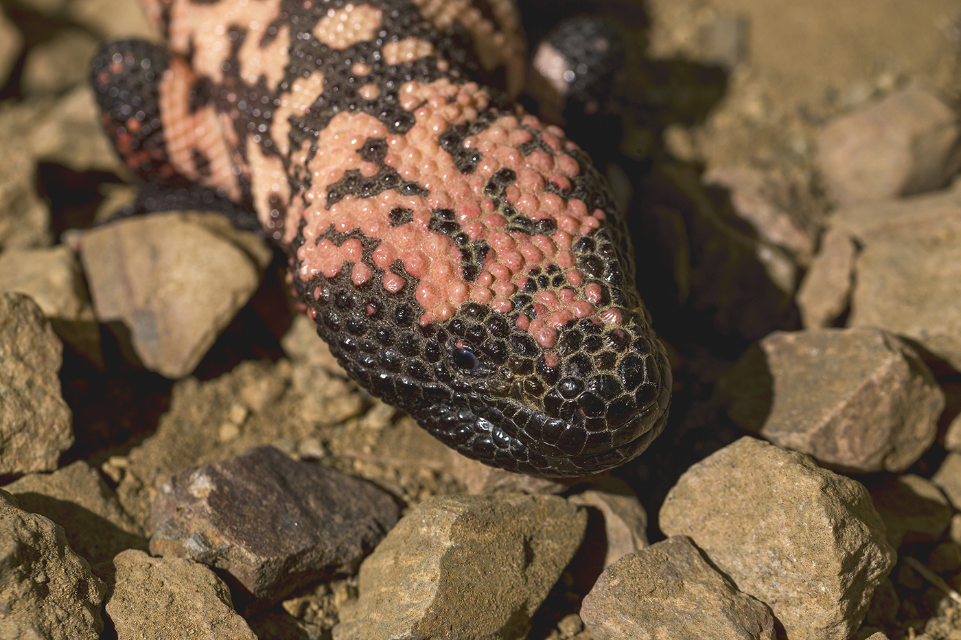 Gila monster Heloderma suspectum Like other reptiles, Gila monsters have three-layered chromatophores in their skin that produce their color. Unlike many reptiles, though, Gila monsters are not green—and they’re not yellow, either. Their coloration is the result of the dark melanin layer dominating. The black areas have lots of melanin and the lighter areas have varying amounts, which combine with some of the xanthophore layer of yellow/red to produce everything from dark orange to almost pink.