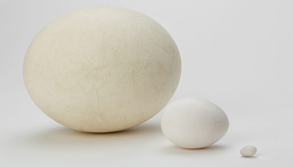 Same contents, different size: Whether it’s a seven-inch ostrich egg, a two-inch chicken egg, or a quarter-inch hummingbird egg, each one contains all the structures and nutrients needed to make a chick.