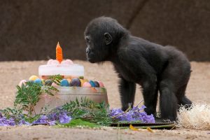 baby-gorilla-monroe-1