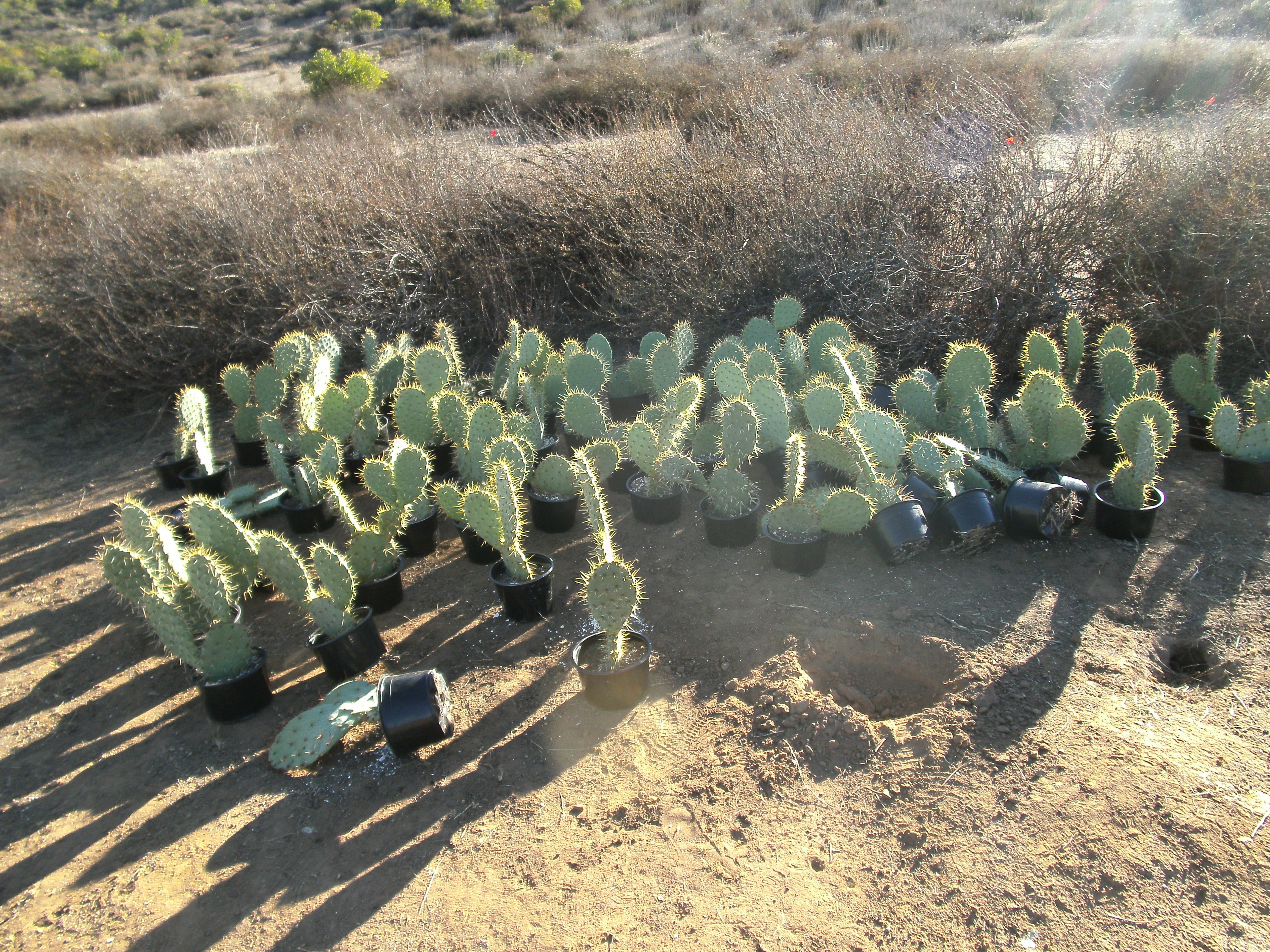 Even with all that high tech gear, you can still get a spiny surprise stuck in your fingers! Interns carried the prickly pear cacti to the planting spot, careful not to get any of those needles near their hands. Unfortunately, some of them got poked anyway, but Mr. Fitch foresaw this. With a pair of tweezers, he rushed to the rescue of those foolish enough to question the wrath of the cactus.