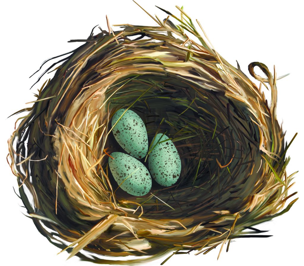 SPECKLED EGGS A clutch may contain one to four speckled, blue-green eggs about the size of a golf ball. By removing the eggs and artificially incubating them, the female may “double clutch” and lay more eggs.