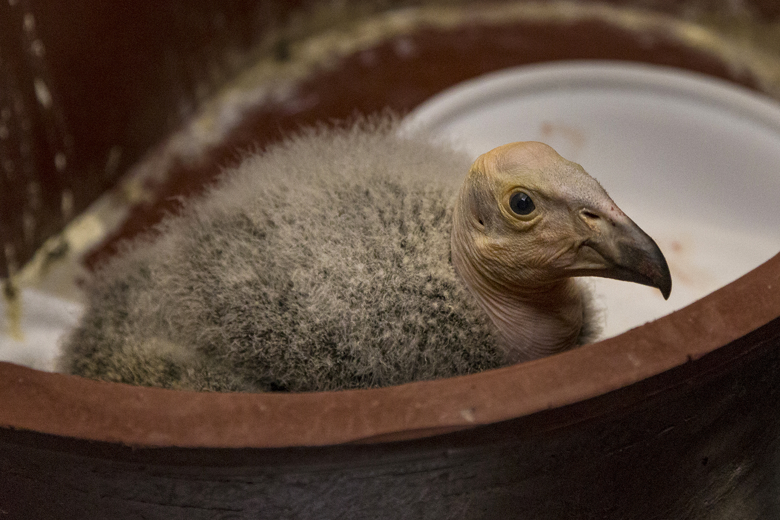 Best of 2016: San Diego Zoo Global's Conservation Highlights