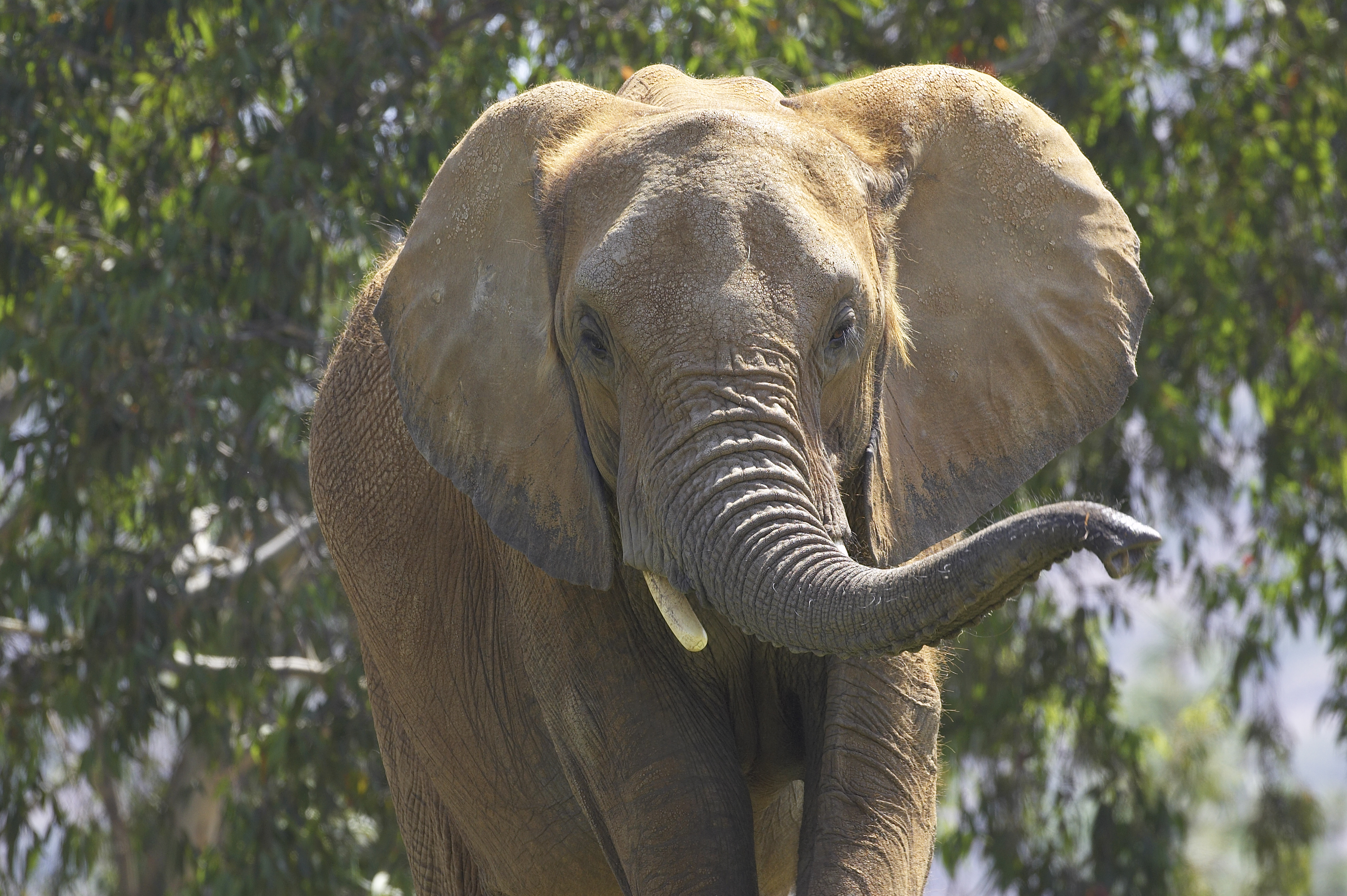 Best of 2016: San Diego Zoo Global's Conservation Highlights