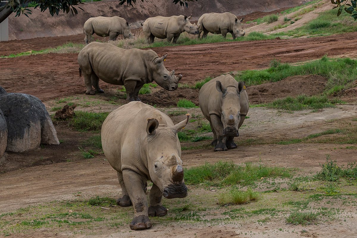 Best of 2016: San Diego Zoo Global's Conservation Highlights