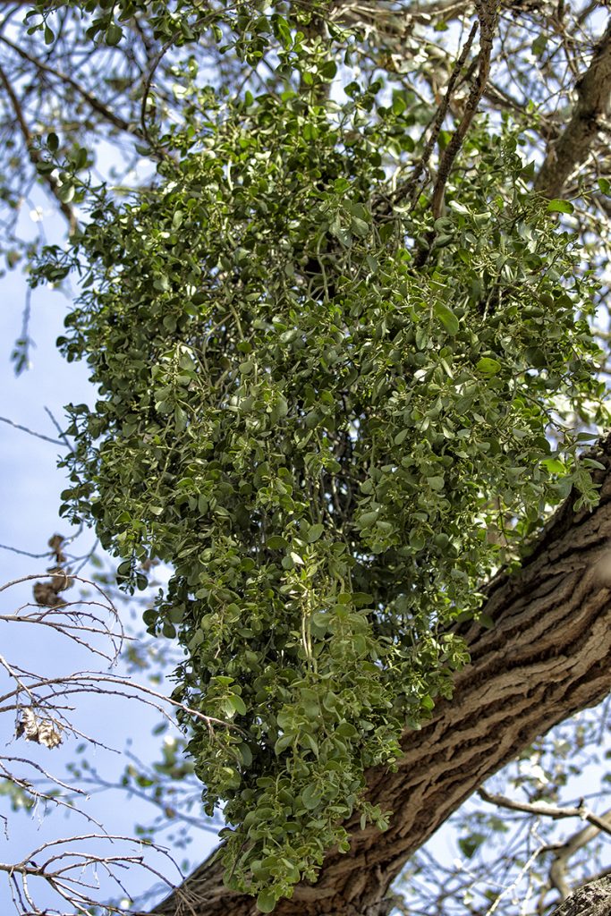 PARASITE Mistletoe grows on trees.