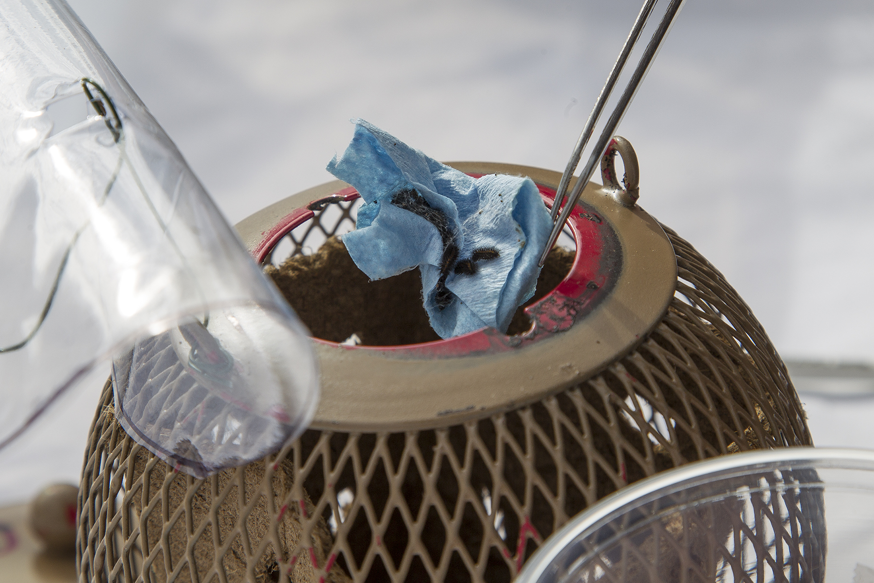 Biologists Release Endangered California Butterfly Larvae into Native Habitat