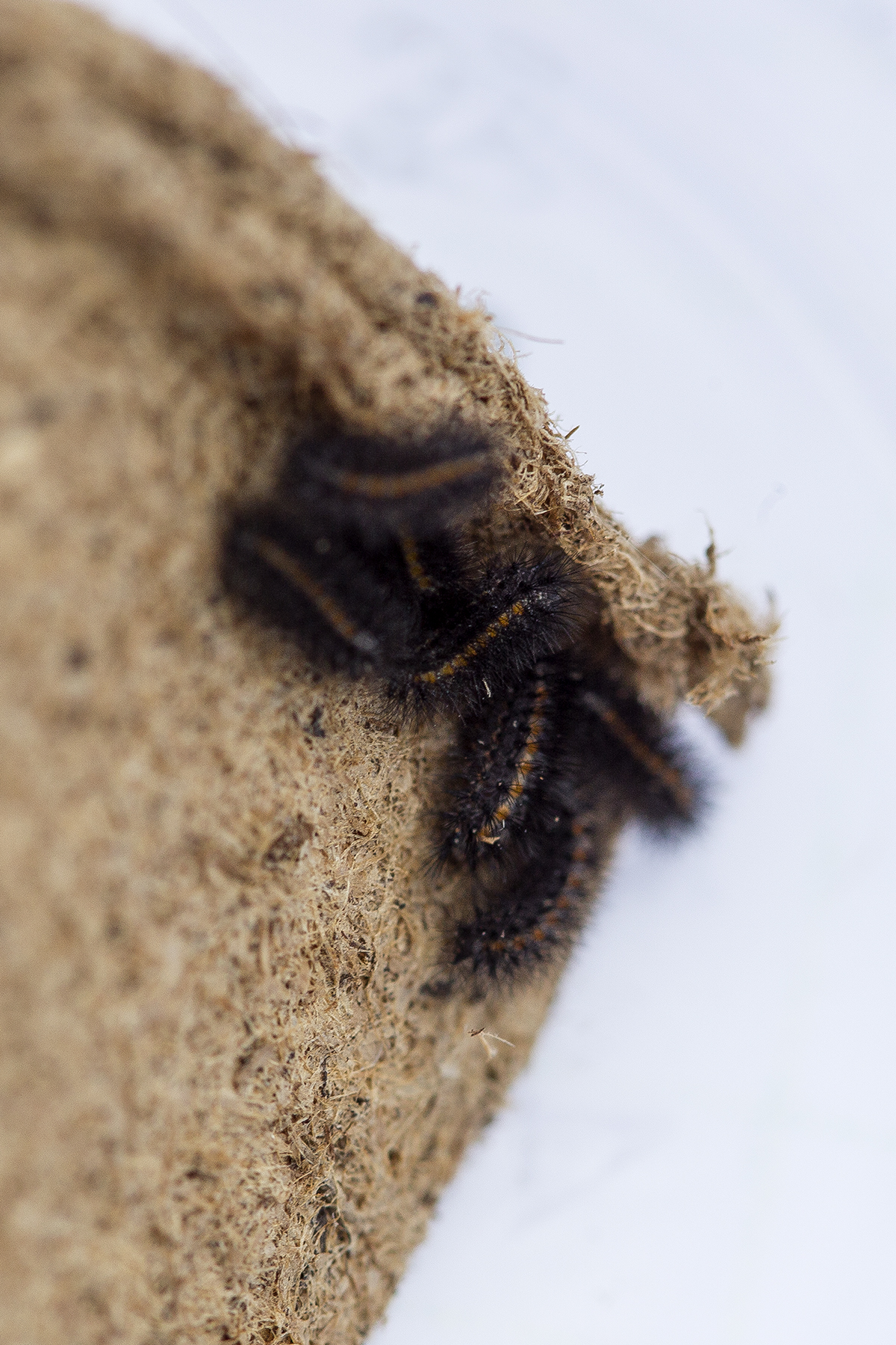 Biologists Release Endangered California Butterfly Larvae into Native Habitat