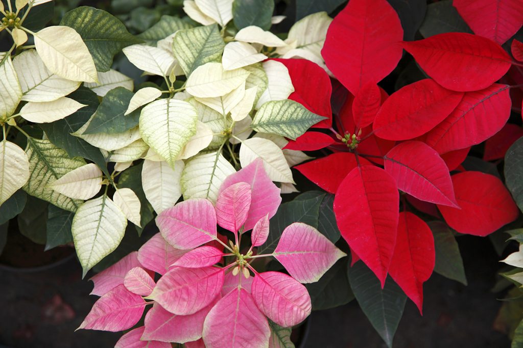 PICK YOUR POINSETTIAWhile most people think of poinsettias in the red-and-green color scheme, the plants can also be white, yellow, pink, and marbled.