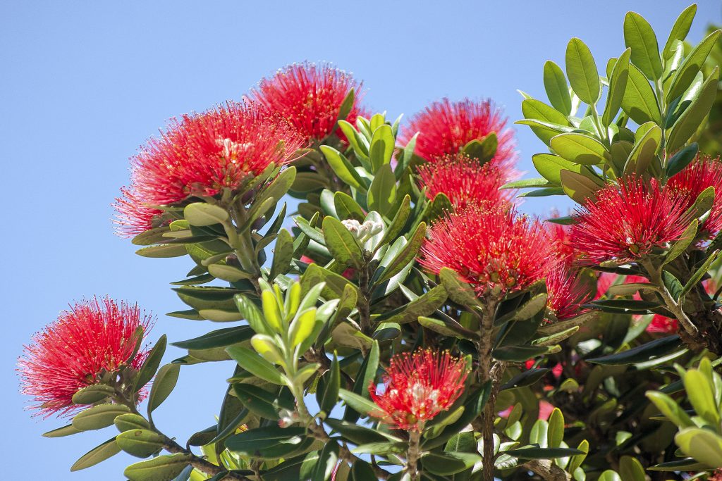 FESTIVE FLOWERS Lacking holly, New Zealand settlers used flowers of the póhutukawa to decorate their homes for Christmas.