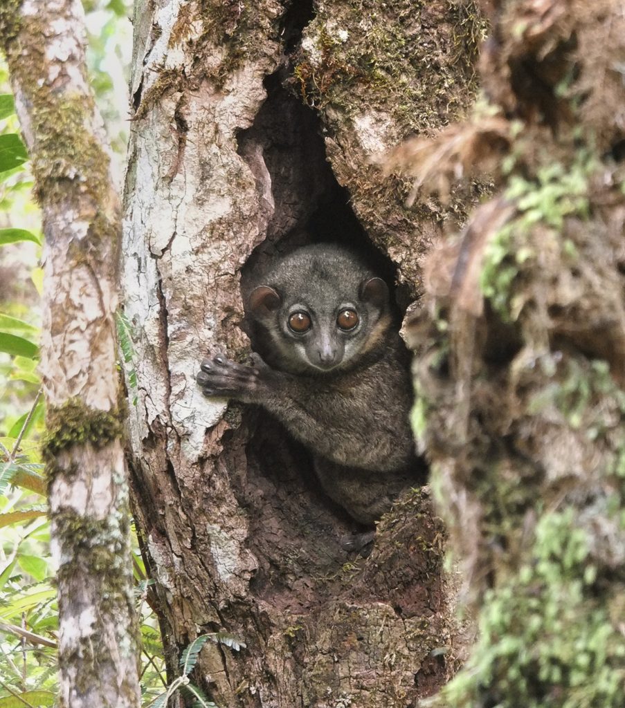 NIGHTY-NIGHT This arboreal sportive lemur, a nocturnal primate species of Madagascar, is heading to bed in its cozy tree hollow. Safe and secure sleeping sites help animals get a good night’s (or day’s) sleep. (Photo by Chia Tan, SDZG)