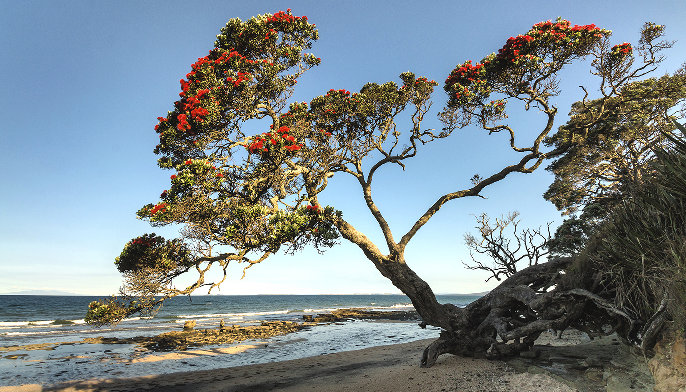 Pohutukawa tree growing above beach in New Zealand