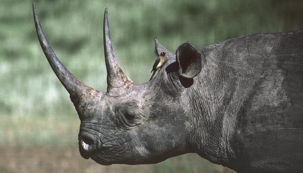 HEADER HERE The hook-lipped black rhino is critically endangered. 