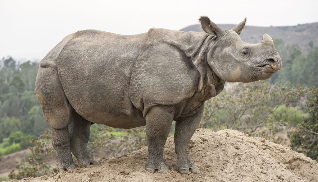 HEADER HERE Though the greater one-horned rhino’s thick skin resembles armor, this species remains vulnerable.