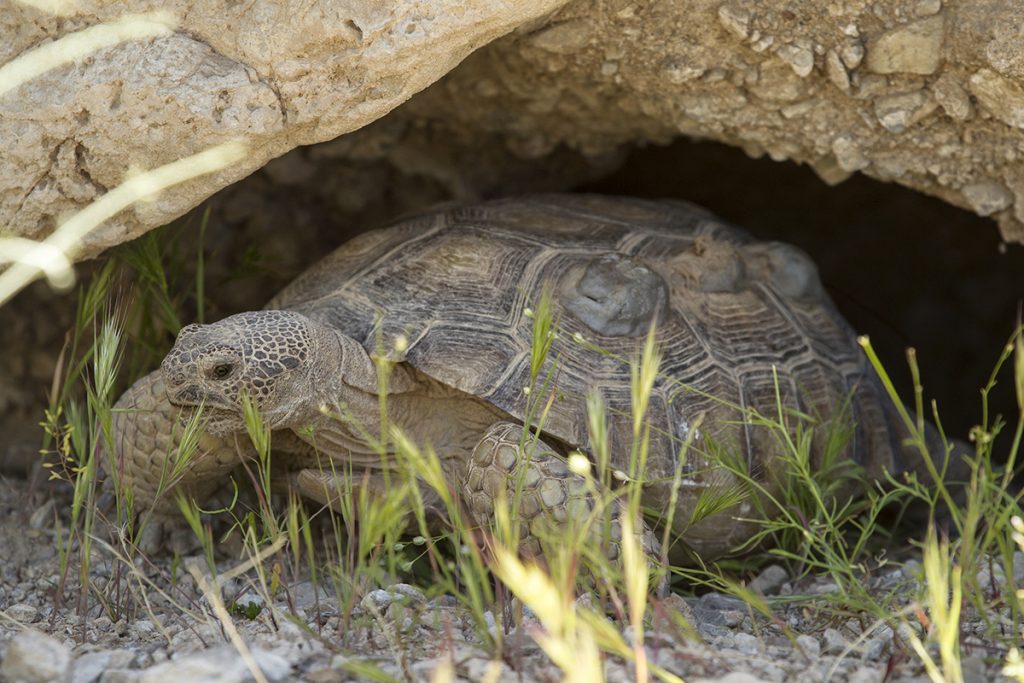 EAGER ESTIVATOR The desert tortoise lives in raging hot desert environments, so it reclines in a shady, cool den during the hottest times. This helps the animal conserve energy and retain water in the body.