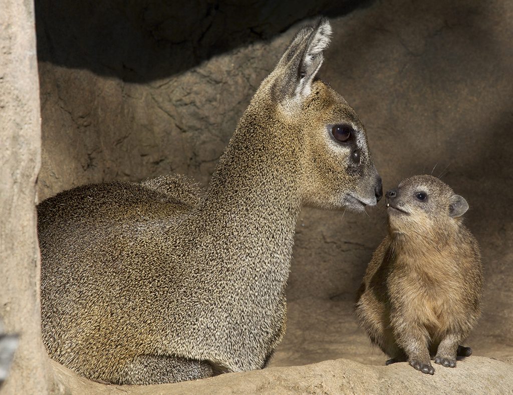 SEEING EYE-TO-EYE The kopje kids—like this klipspringer calf and baby rock hyrax—get along well and can be found sunning themselves together.