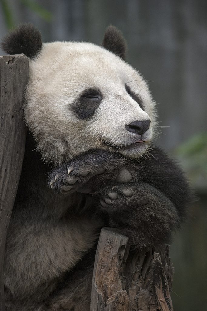 BEAUTY SLEEP Giant pandas get about 10 hours of sleep per day, a restful way to digest its low-calorie diet of bamboo.