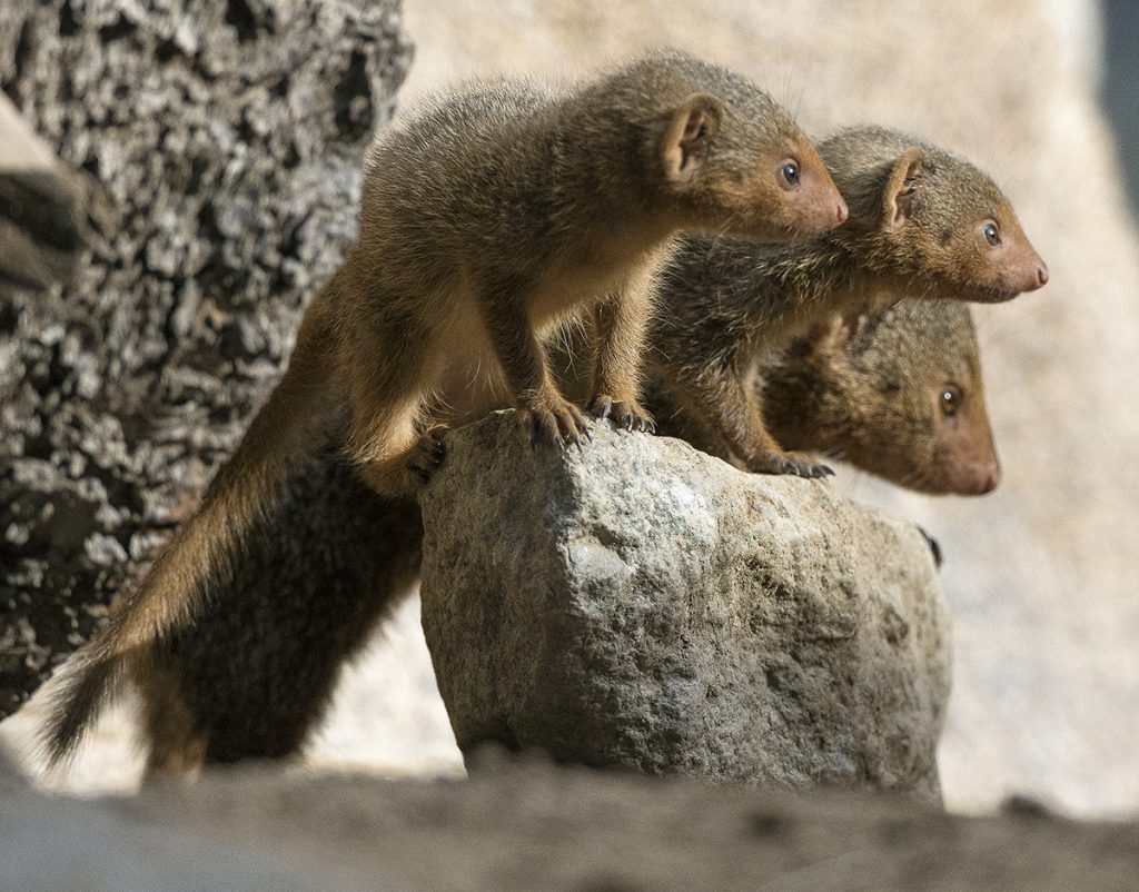 THREE’S COMPANY All for one and one for all! The dwarf mongoose babies are growing quickly and spending more time away from the grownups.