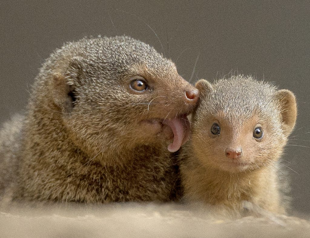 HOLD STILL While dwarf mongoose mothers are attentive, pup-care duties are shared by all members of the family group.