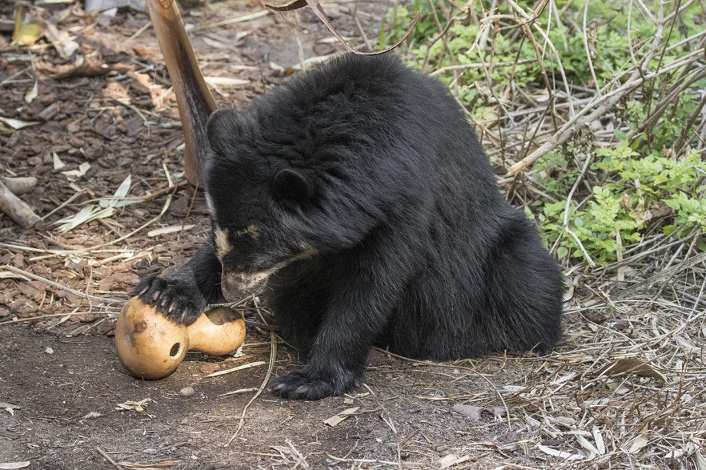 HEADER HERE Working on food puzzles is just one of the ways Alba spends her time. Inquisitive by nature, the busy Andean bear is always looking for new challenges.